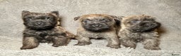 Cairn Terrier dogs for sale: STUNNING cairn terrier babies 🐾 - Advert 1