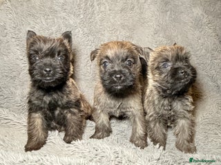 Cairn Terrier dogs STUNNING cairn terrier babies 🐾 - Advert 2