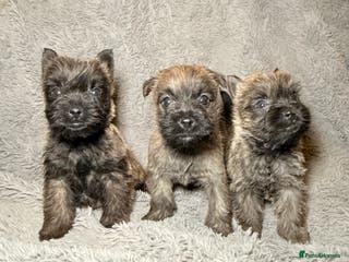 Cairn Terrier dogs STUNNING cairn terrier babies 🐾 - Advert 2