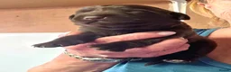 Cockerdor dogs for sale: Beautiful chocolate Springador puppies  - Advert 10