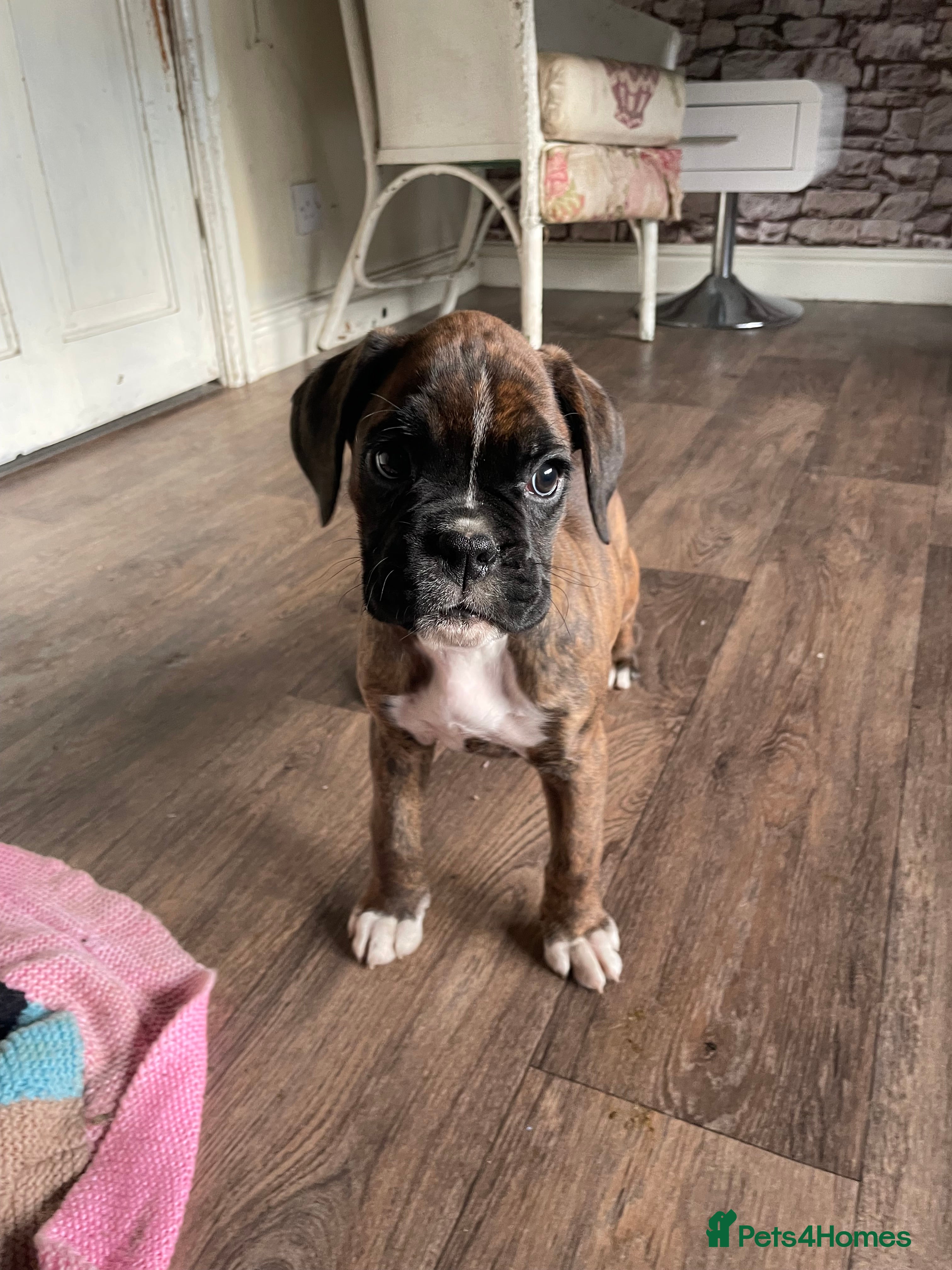 Boxer dogs ASTONISHING KC REGISTERED BOXER PUPPIES!  - Advert 1