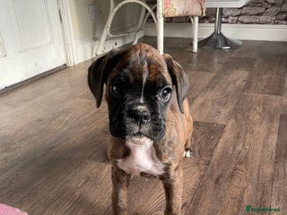 Boxer dogs ASTONISHING KC REGISTERED BOXER PUPPIES! - Advert 2