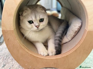 Scottish Fold cats Scottish Fold Kittens - Advert 6