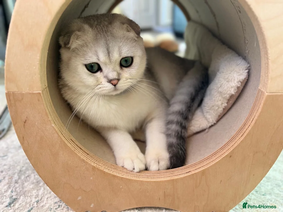 Scottish Fold cats for sale: Scottish Fold Kittens  - Advert 1