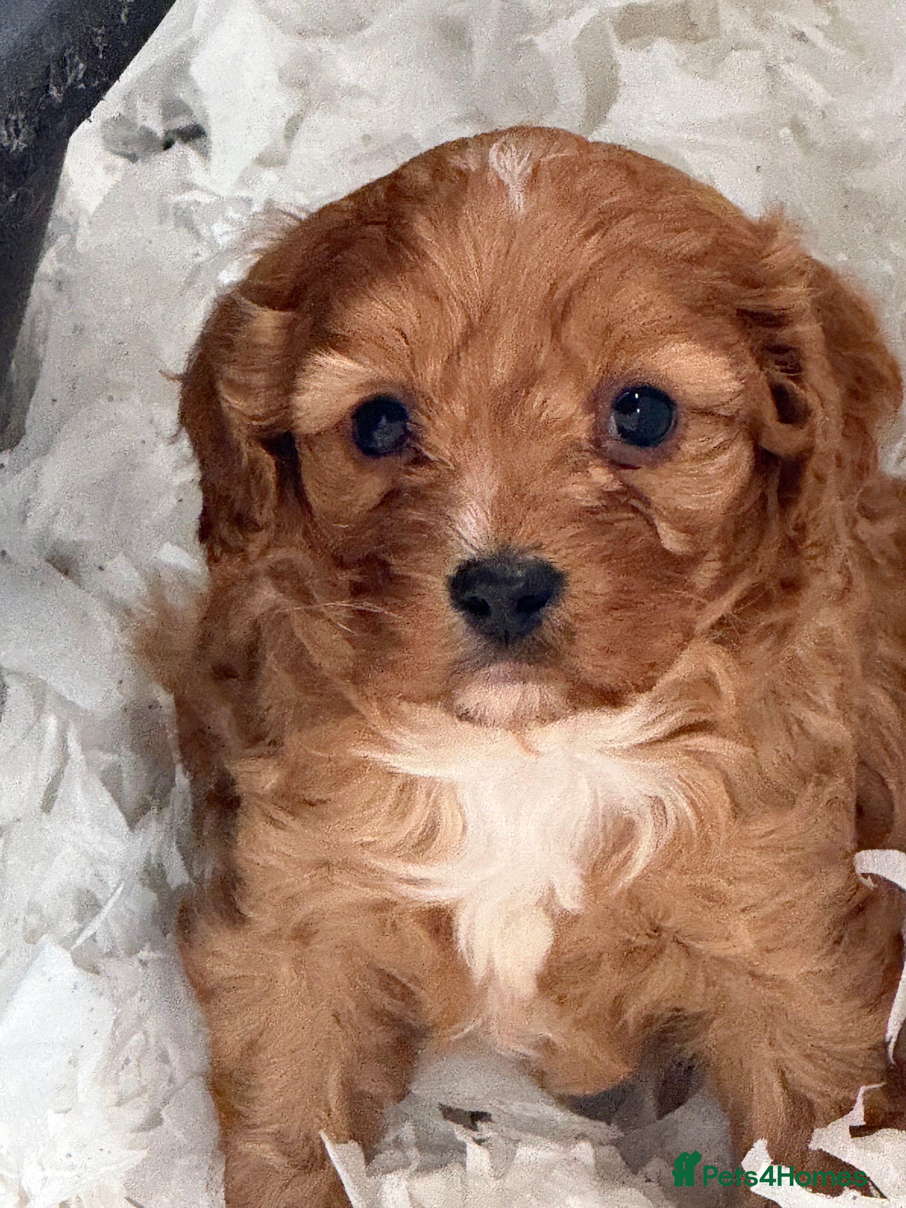 Cavapoo dogs Beautiful F1 Cavapoos  - Advert 2