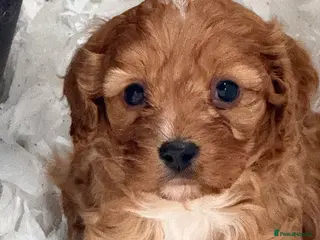 Cavapoo dogs Beautiful F1 Cavapoos - Advert 2