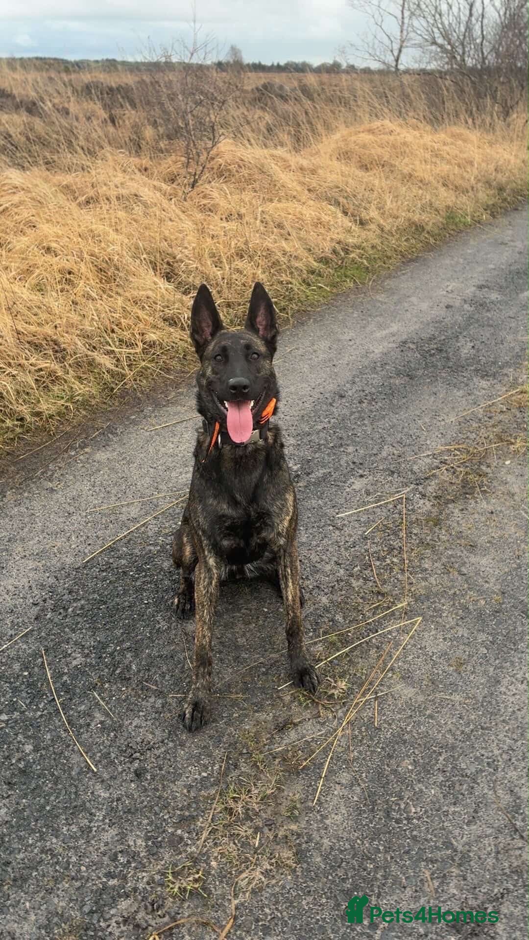 Belgian Shepherd Dog dogs 2 Year old Female Dutch Herder  - Advert 1