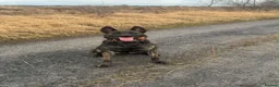 Belgian Shepherd Dog dogs for sale: 2 Year old Female Dutch Herder  - Advert 1