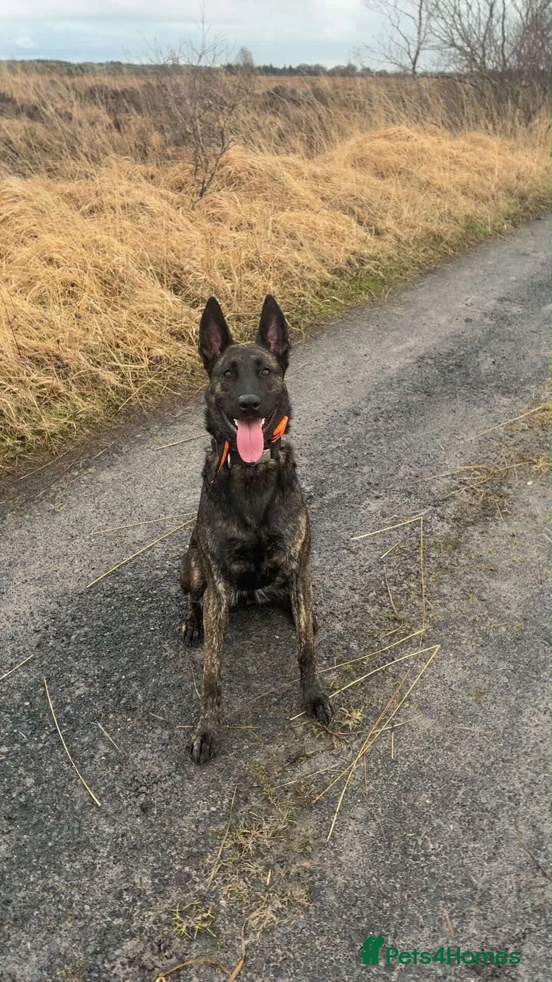 Belgian Shepherd Dog dogs for sale: 2 Year old Female Dutch Herder  - Advert 1