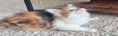 1 Calico kitty girl 