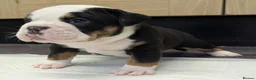 Olde English Bulldogge dogs for sale: 6 Olde English Bulldog puppies in Barry - Advert 25
