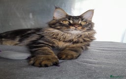 Maine Coon cats for sale: two girl with 5 pedigree maine coon - Image 9