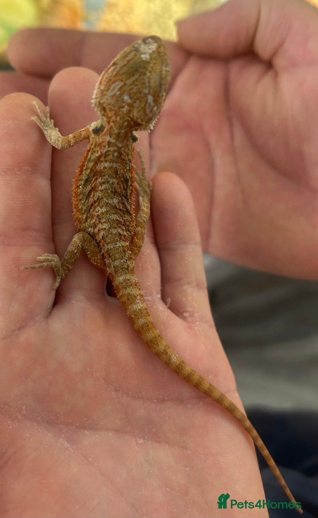 Bearded Dragon reptiles for sale: 15 Baby dearded dragons - Image 22