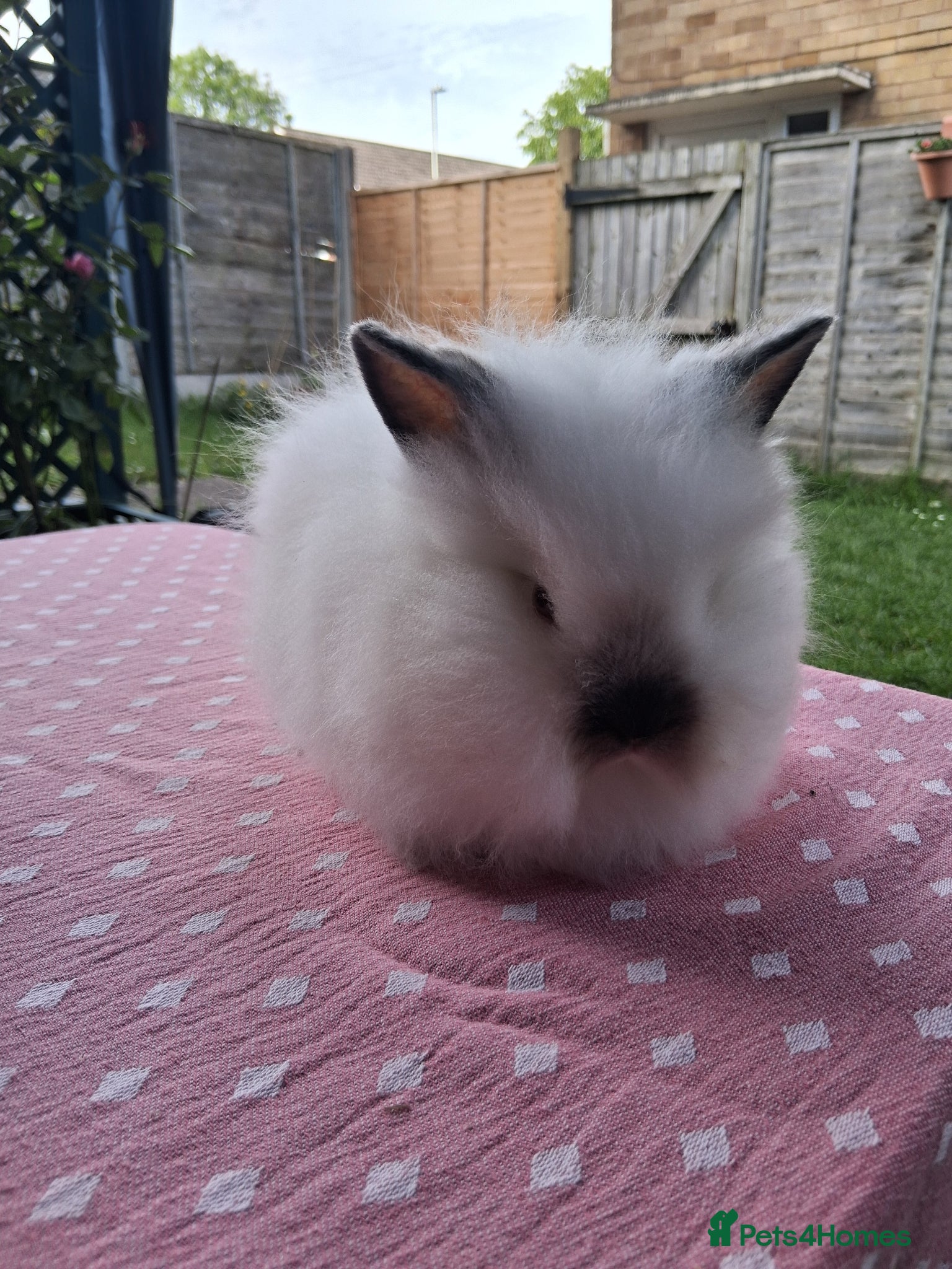 Lionhead rabbits Lionhead Baby Bunnies  - Advert 18