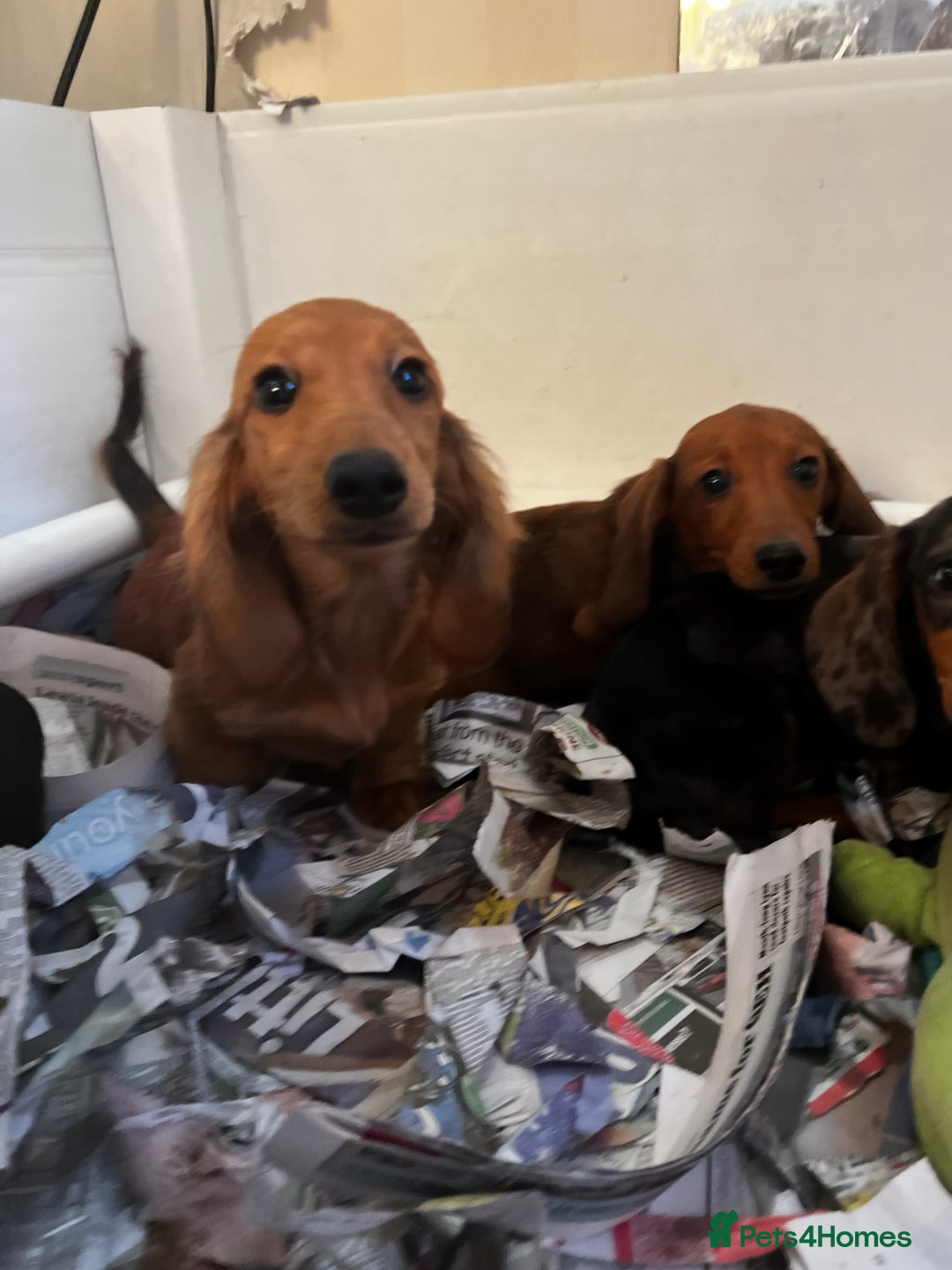 Miniature Dachshund dogs for sale: Stunning Puppies - Advert 5