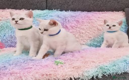 British Shorthair cats for sale: British Shorthair Silver Chinchilla  - Image 24