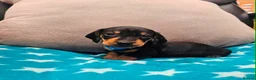Miniature Dachshund dogs for sale: Beautiful KC Miniature Dachshund Puppies 🐾 - Advert 6