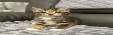 British Shorthair 1