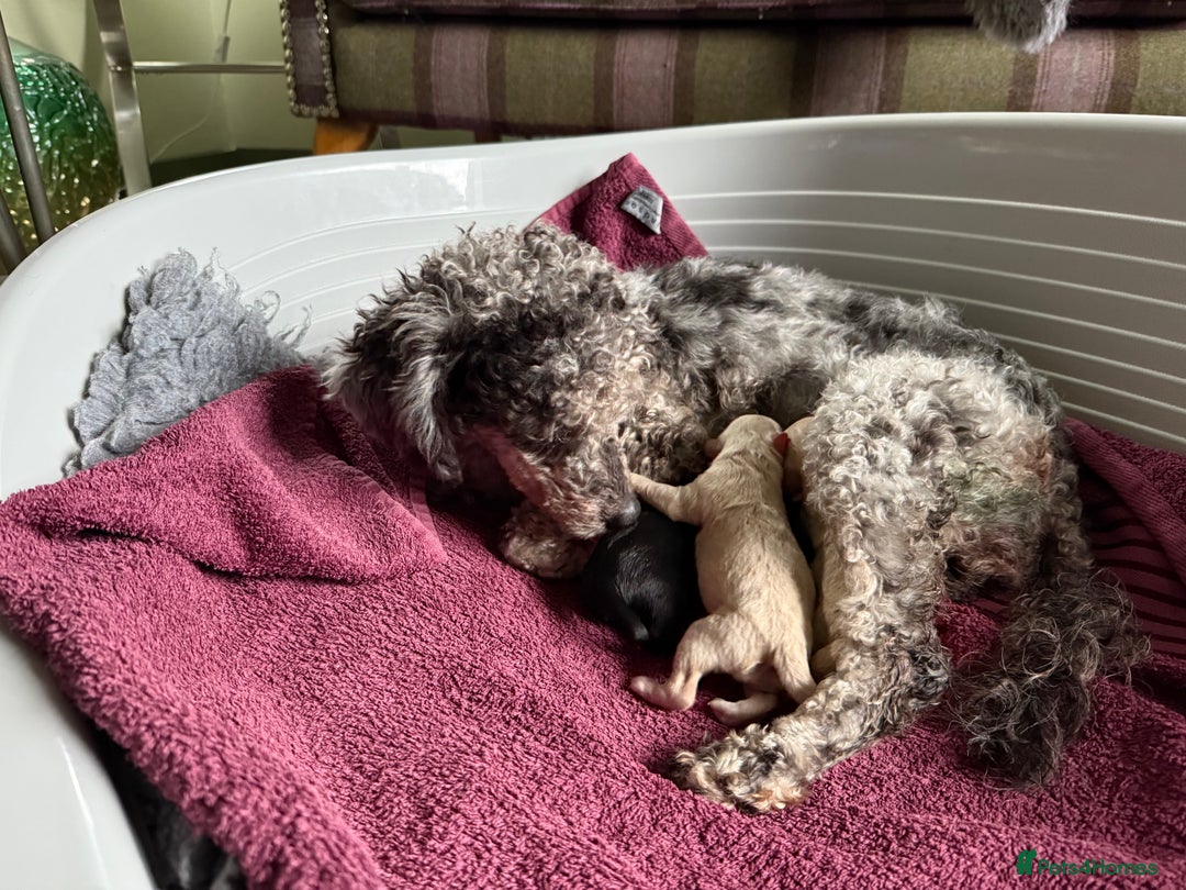 Cavapoo dogs for sale: Beautiful Cavapoo pups  - Image 7