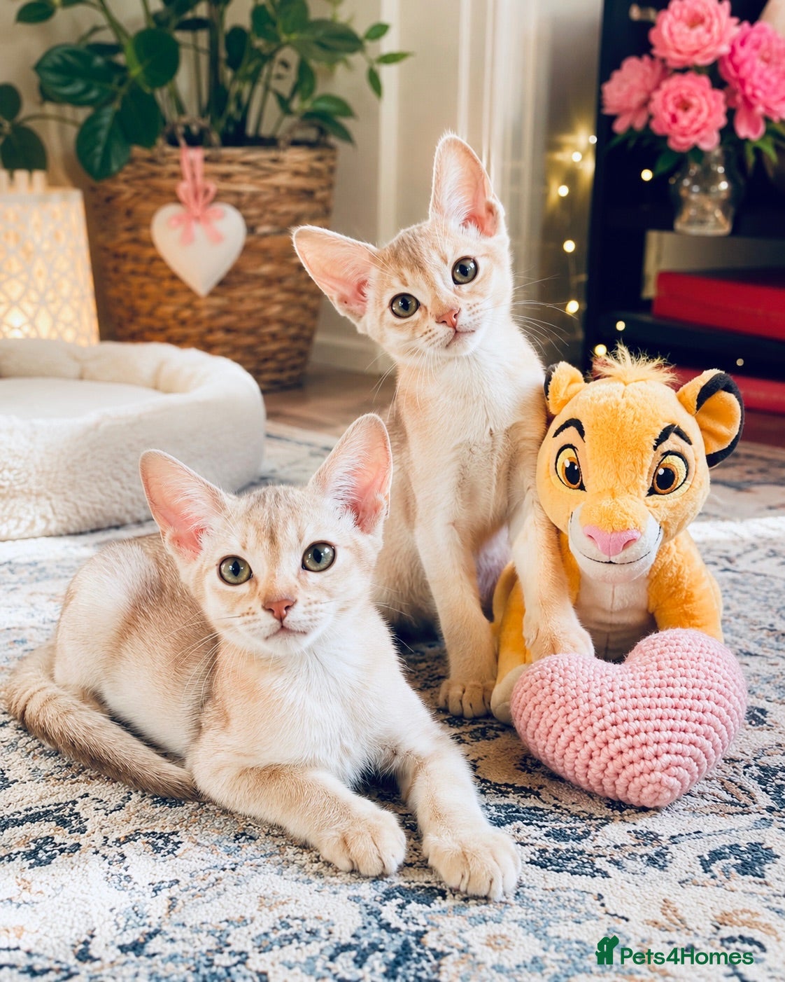 Abyssinian cats     Fu (福) 🏆✨ CHAMPION Silver Cinnamon Abyssinian - Advert 3