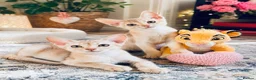 Abyssinian cats for sale:     Fu (福) 🏆✨ CHAMPION Silver Cinnamon Abyssinian - Advert 2