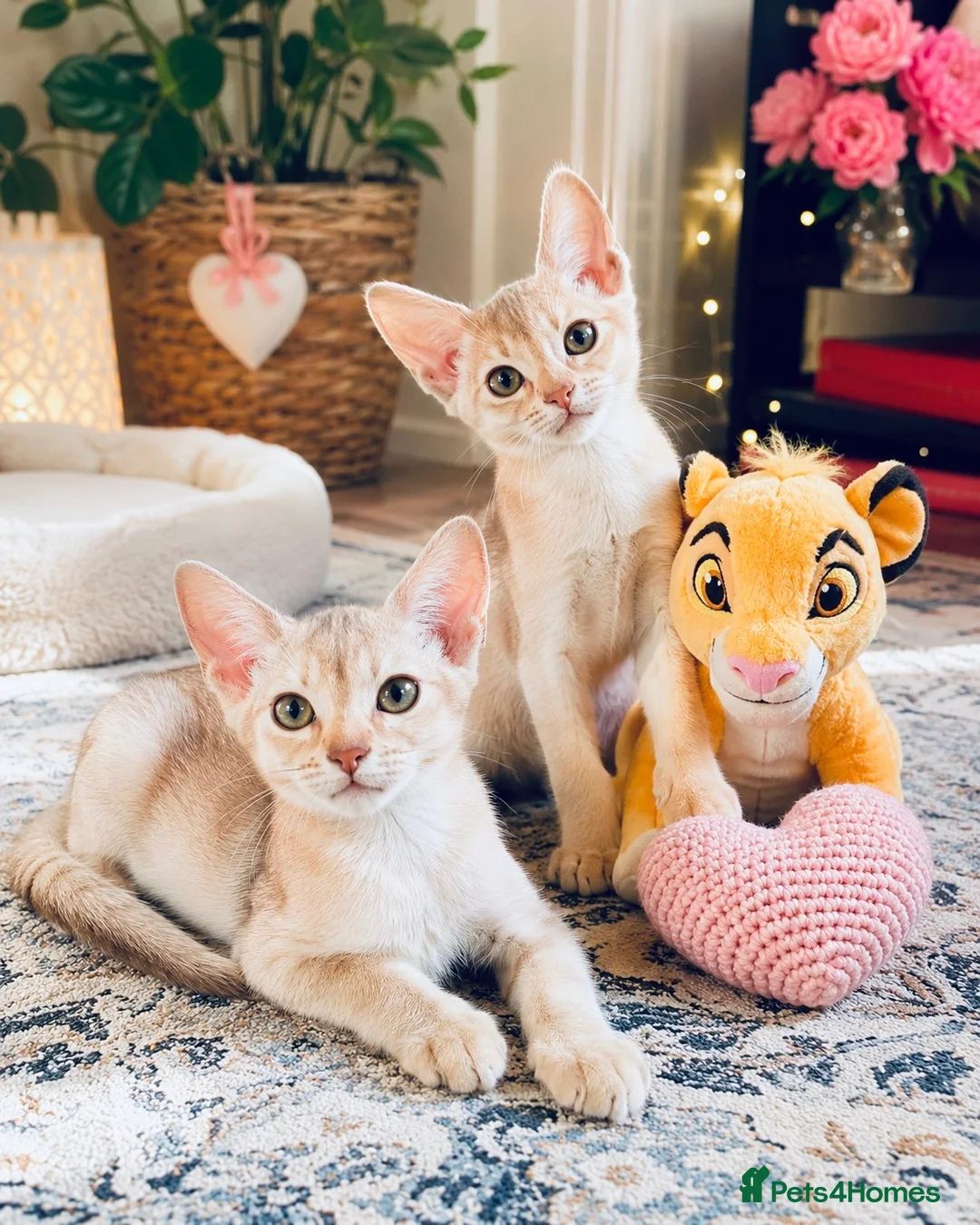 Abyssinian cats for sale:     Fu (福) 🏆✨ CHAMPION Silver Cinnamon Abyssinian - Advert 2