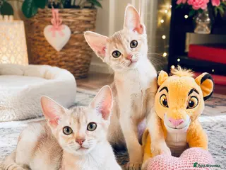 Abyssinian cats Fu (福) 🏆✨ CHAMPION Silver Cinnamon Abyssinian - Advert 3