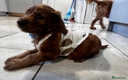Cockapoo dogs for sale: 1 boy left beautiful teddy bears   - Image 8