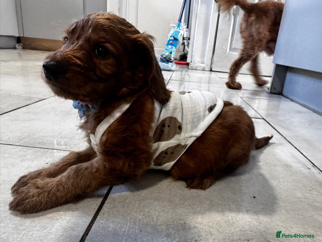 Cockapoo dogs for sale: 1 boy left beautiful teddy bears   - Image 8