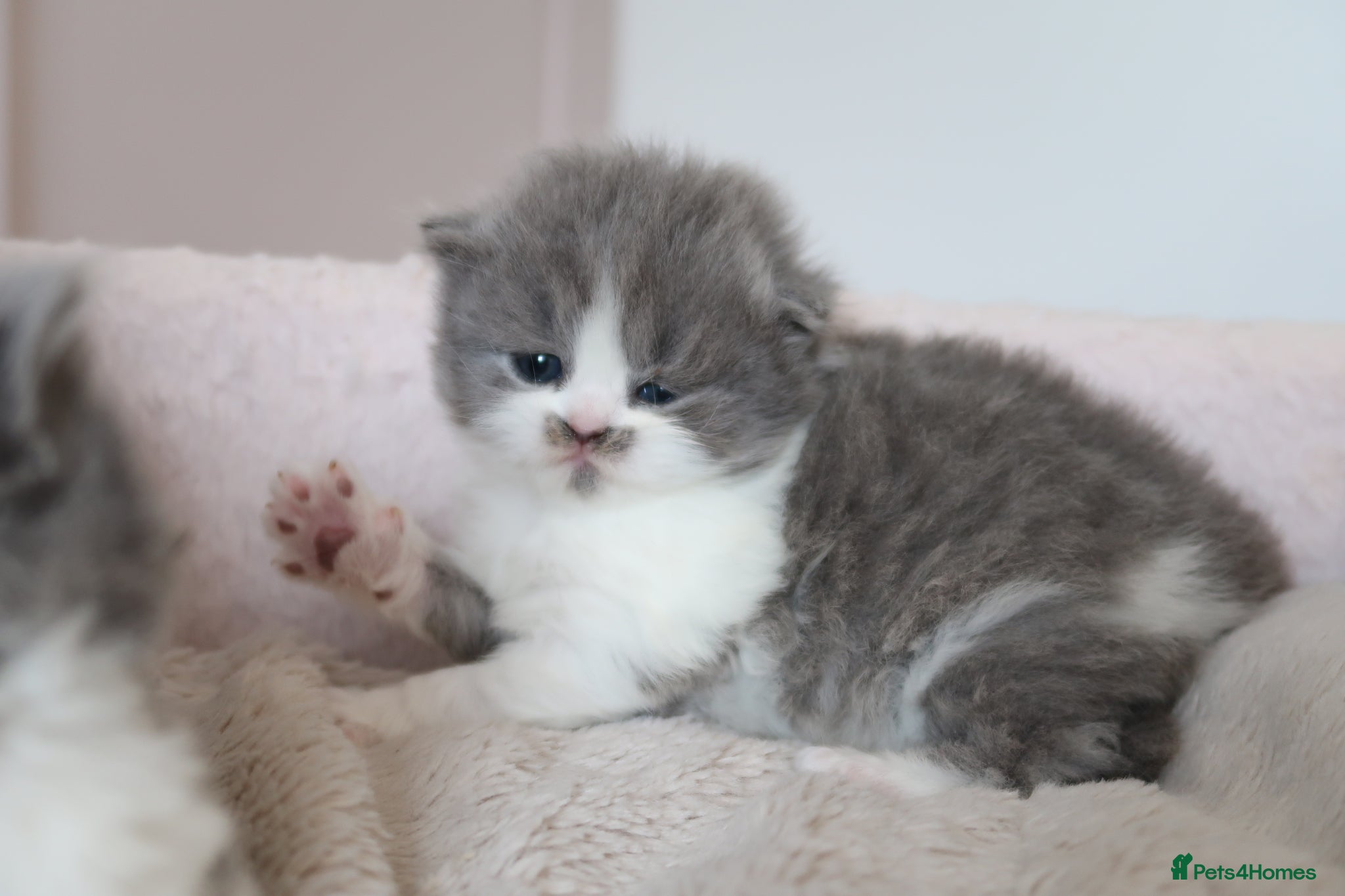British Longhair cats for sale: British Longhair kittens - Advert 5