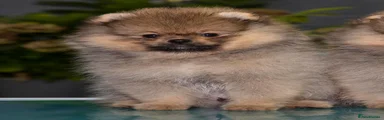 Pomeranian 2