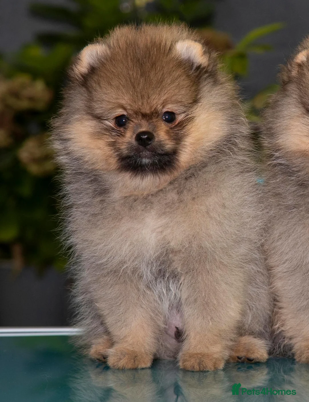 Pomeranian dogs for sale: Pom boys from 5⭐ licensed breeder - Advert 5