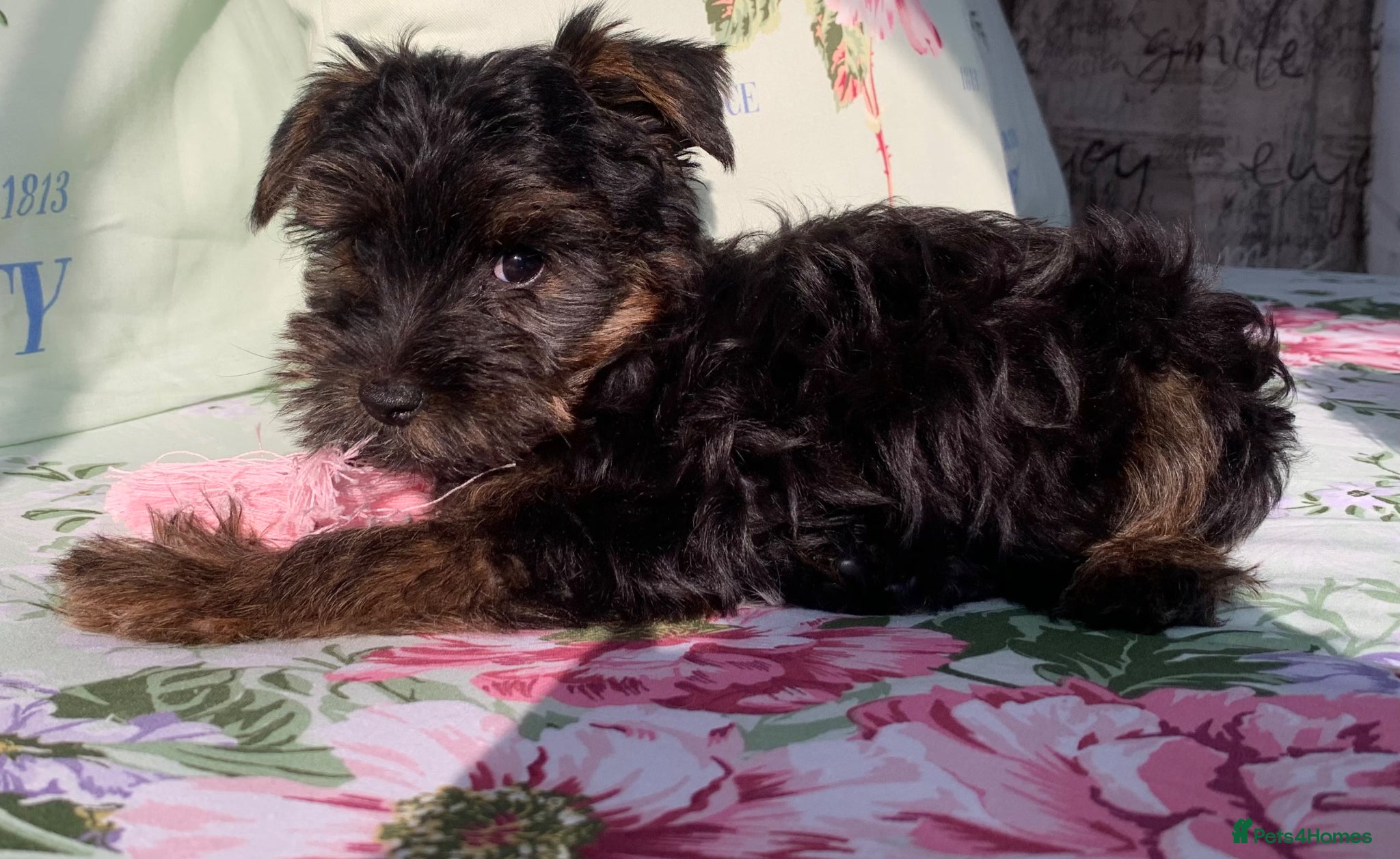 Yorkshire Terrier dogs Yorkshire terrier  - Advert 12