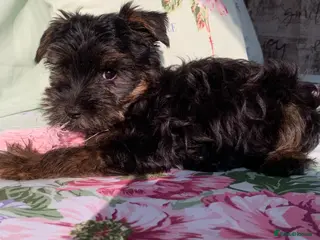 Yorkshire Terrier dogs Yorkshire terrier - Advert 12