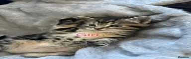 Mixed Breed Kitten 3