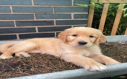 Golden Retriever dogs for sale: Golden Retriever Puppies – Family Raised - Image 5