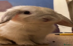 Mini Lop rabbits for sale: Dennis - Image 8