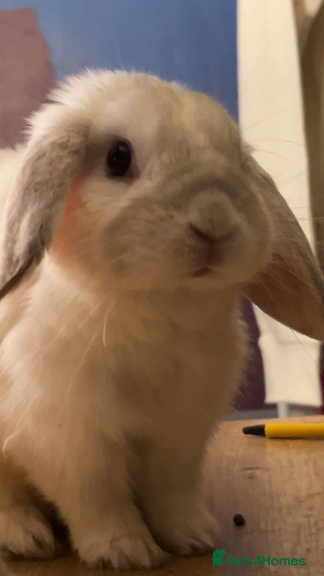 Mini Lop rabbits for sale: Dennis - Image 8