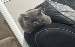British Shorthair cats for sale: Gizmo British shorthair  - Image 4