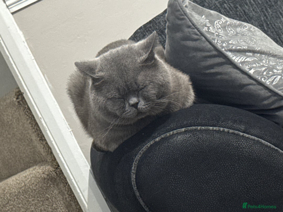 British Shorthair cats for sale: Gizmo British shorthair  - Image 4