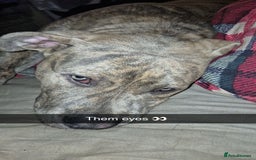 American Bull Staffy dogs for sale: ‼️No more time wasters‼️ - Image 4