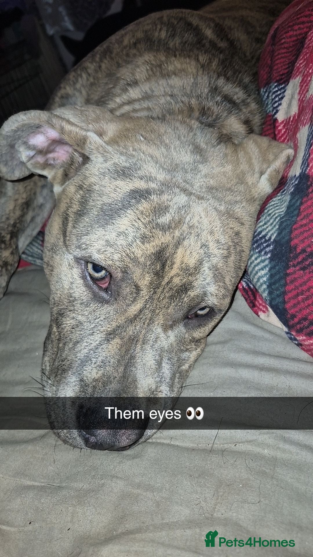 American Bull Staffy dogs for sale: ‼️No more time wasters‼️ - Image 4