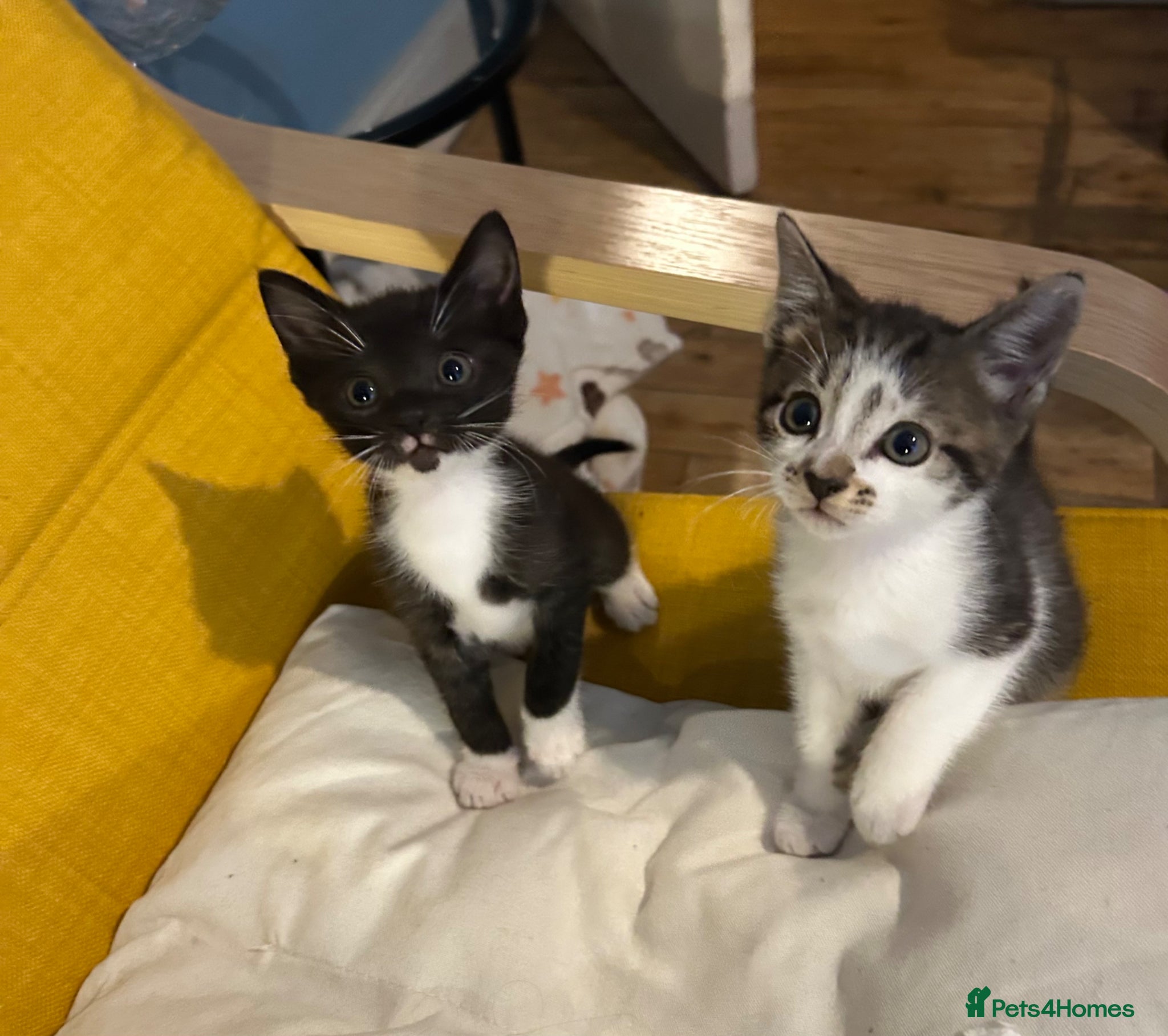 Mixed Breed cats Cute two available girl kittens end of the weeks  - Advert 1