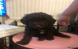 Cockapoo dogs for sale: Miniature Cockapoos F1B  - Image 5