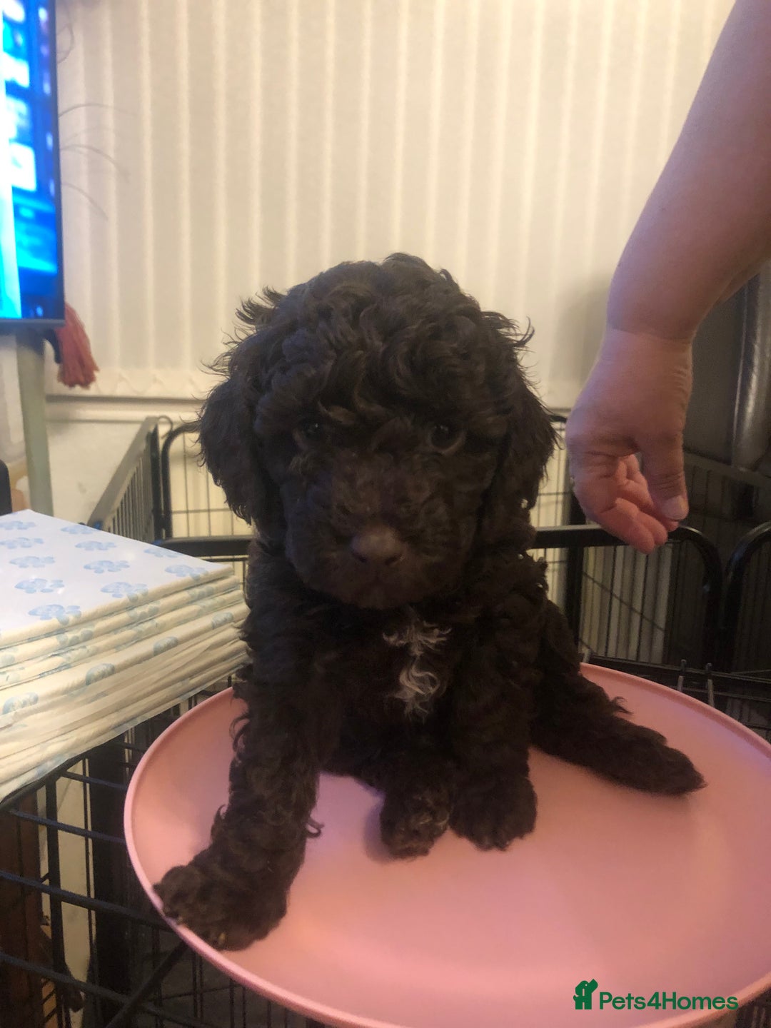 Cockapoo dogs for sale: Miniature Cockapoos F1B  - Image 5