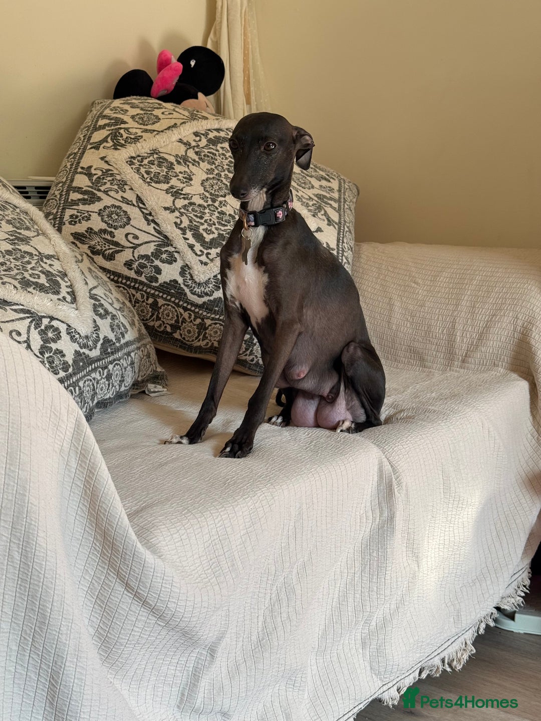 Mixed Breed dogs for sale: Italian Greyhound x Whippet - “Wiggies”  - Advert 12