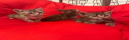 Mixed Breed cats for sale: 🐾 6 Beautiful Bengal × British Longhair Kittens🐾 - Advert 9