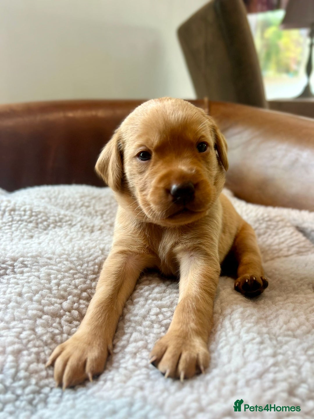 Labrador Retriever dogs for sale: 8 Fox Red/Black Working Labradors - Image 4