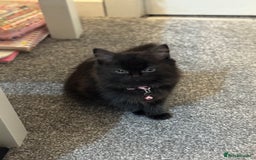 Mixed Breed cats for sale: 2 black half ragdoll kittens - Image 7