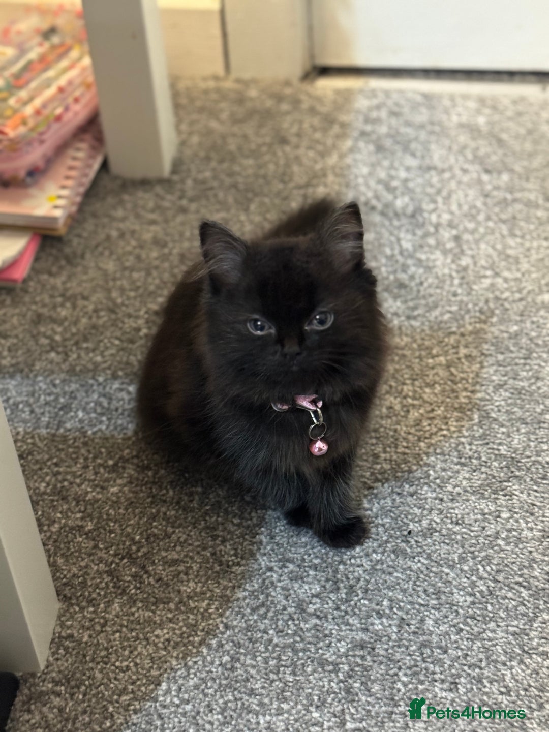 Mixed Breed cats for sale: 2 black half ragdoll kittens - Image 7